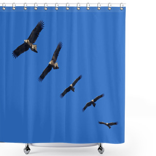 Personality  Wege-Tail Eagle Montage Shower Curtains