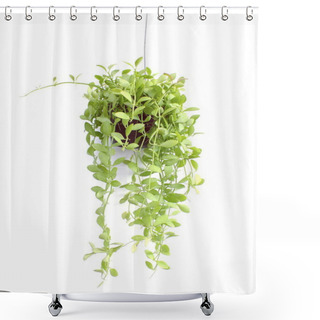 Personality  Green Plant Hanging Isolated On White Background Shower Curtains