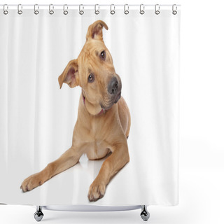 Personality  Confused Dog Shower Curtains