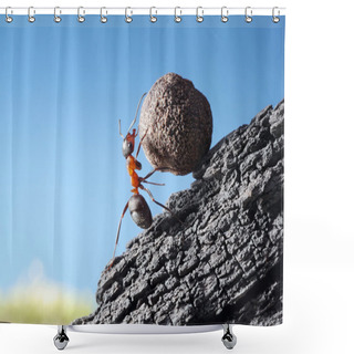 Personality  Red Ant Rolls Stone Uphill Shower Curtains