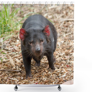Personality  Endangered Tasmanian Devil Sarcophilus Harrisii Shower Curtains