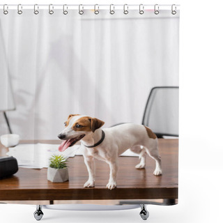 Personality  Selective Focus Of Jack Russell Terrier Sticking Out Tongue While Standing On Office Table  Shower Curtains