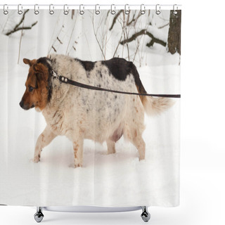 Personality  White, Red And Black Spotted Thick Mongrel Dog Is On Leash On Sn Shower Curtains