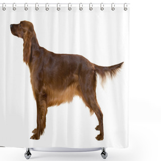 Personality  Standing Female Red Irish Setter Shower Curtains