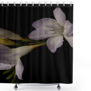Personality  Close Up View Of Freesia Flower With Water Drop Isolated On Black Shower Curtains