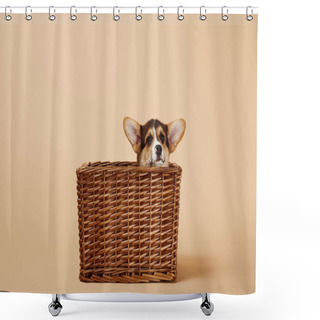 Personality  Adorable Welsh Corgi Puppy In Wicker Basket On Beige Background Shower Curtains