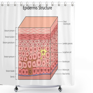 Personality  Epidermis Structure, Labeling All Layers And Cells, Including Melanocytes And Keratinocytes In The Human Skin Structure Diagram Schematic Raster Illustration. Medical Science Educational Illustration Shower Curtains