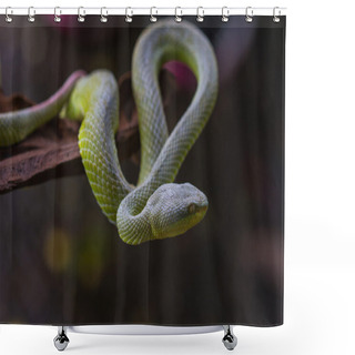 Personality  Close Up Yellow-lipped Green Pit Viper Snake Shower Curtains