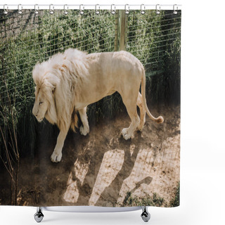 Personality  Close Up View Of Beautiful African White Lion At Zoo Shower Curtains