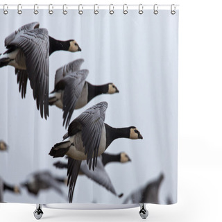 Personality  Brant Or Brent Geese  Shower Curtains