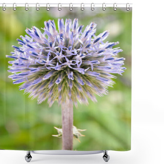 Personality  Echinops - Globe Thistles Plant Shower Curtains