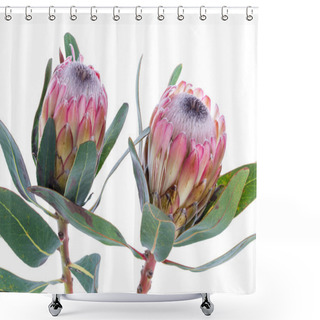 Personality  Two Protea Flower On A White Background Shower Curtains