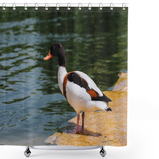 Personality  Selective Focus Of Duck Standing On Shallow Water  Shower Curtains