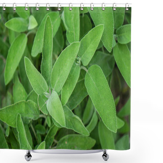 Personality  Sage Plant Leaves, Salvia Officinalis Shower Curtains