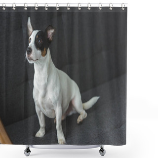 Personality  Funny Jack Russell Terrier Dog Sitting On Sofa At Home Shower Curtains