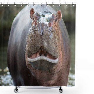 Personality  Hippopotamus  Shower Curtains