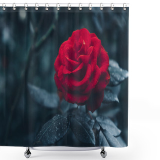Personality  Red Rose In Garden Shower Curtains