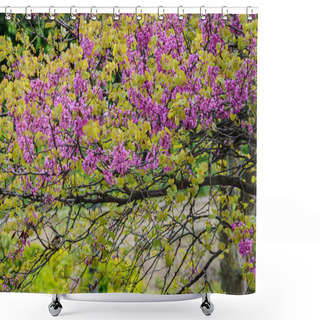 Personality  Daphne Family Plants With Pink Flowers And On Some Sparrow On The Tree Branches Shower Curtains