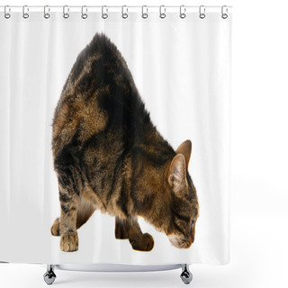 Personality  Large Adult Tabby Cat On White Shower Curtains