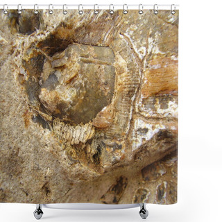 Personality  Fossilized Tooth And Jawbone Shower Curtains