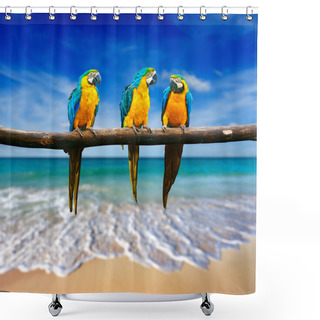 Personality  Three Parrots (Blue-and-Yellow Macaw (Ara Ararauna) Also Known A Shower Curtains