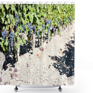 Personality  Vineyard With Blue Grapes In Bordeaux Region, Aquitaine, France Shower Curtains