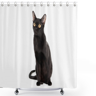 Personality  Black Traditional Bombay Cat On White Background Shower Curtains