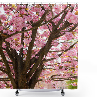 Personality  Blooming Pink Flowers On Branches Of Cherry Tree  Shower Curtains