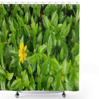 Personality  Beautiful Yellow Flower Indian Daisy Or Indian Summer Or Rudbeckia Hirta Or Black-Eyed Susan Or Bay Biscayne Creeping-oxeye Or Sphagneticola Trilobata Shower Curtains
