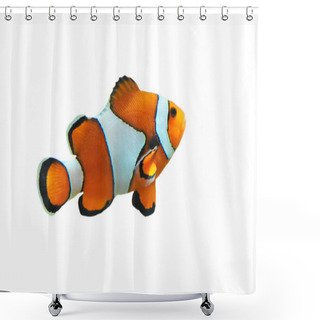 Personality  Clown Fish Shower Curtains