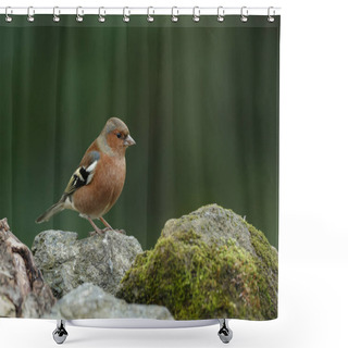 Personality  Chaffinch Bird On Nature  Shower Curtains