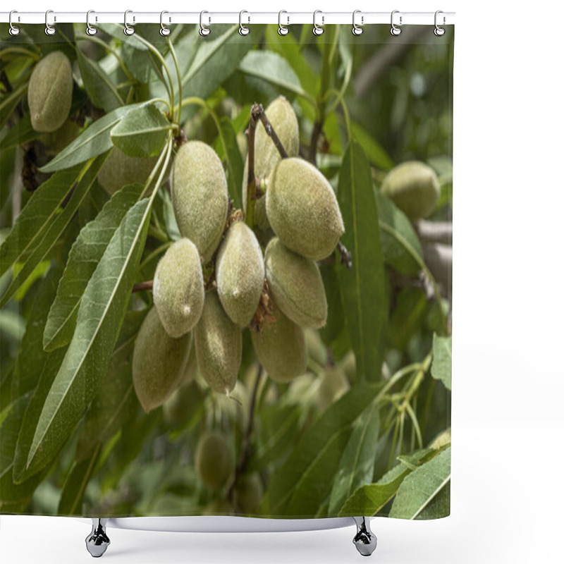 Personality  Ripening almond on a branch of tree in the garden shower curtains
