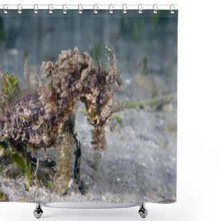 Personality  A Long-snouted Seahorse (Hippocampus Guttulatus) In Florida, USA Shower Curtains