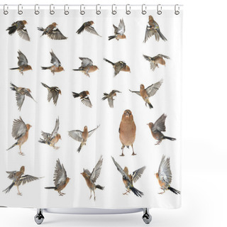 Personality  Chaffinches On White Shower Curtains