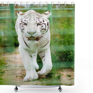 Personality  White Tiger In A Zoo In Nature Shower Curtains