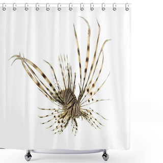 Personality  Pterois Volitans Or Red Lionfish Swimming Isolated On White Shower Curtains