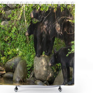Personality  A Couple Black Bear Cubs Wandering Aroung With Mamma Along The Creek Bed In The Great Smoky Mountains Shower Curtains