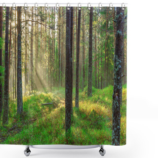 Personality  Beautiful Nature At Morning In The Misty Spring Forest With Sun Rays Magic Spring Forest With Sun Rays Shower Curtains