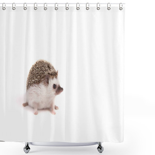 Personality  A Sitting Pet Hedgehog Shower Curtains