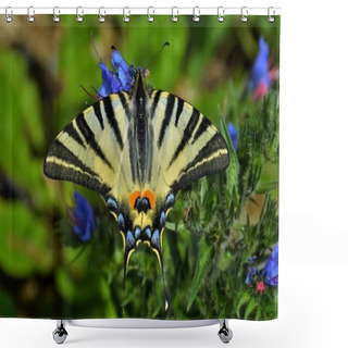 Personality  Butterfly Scarce Swallowtail (Iphiclides Podalirius) On A Flower Shower Curtains