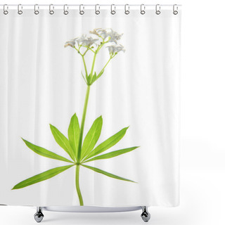 Personality  Flowering Woodruff (Galium Odoratum) Shower Curtains