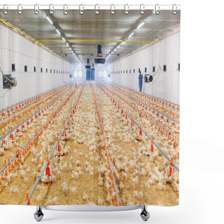 Personality  Big Indoors Modern Chicken Farm, Chicken Feeding. Shower Curtains