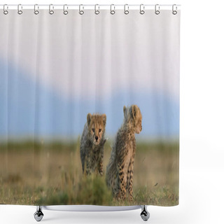 Personality  Cheetah Male Walking And Looking For Prey Shower Curtains