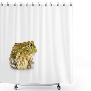 Personality  Cute Green Frog Isolated On White Shower Curtains