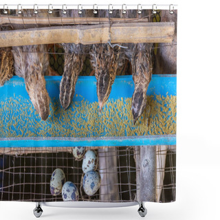 Personality  Group Of Quails Shower Curtains