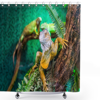 Personality  Beautiful Closeup Portrait Of A American Green Iguana In A Tree, Tropical Lizard Specie From America, Popular Exotic Pets Shower Curtains