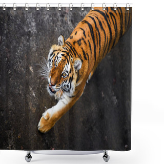Personality  Beautiful  Tiger Animal On Background Shower Curtains