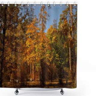 Personality  Trees With Yellow And Green Leaves In Autumnal Park At Day  Shower Curtains