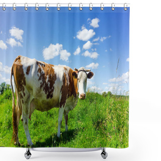 Personality  A Curious Dairy Cow Stands In Her Pasture Shower Curtains