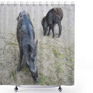 Personality  Two Boars Shower Curtains